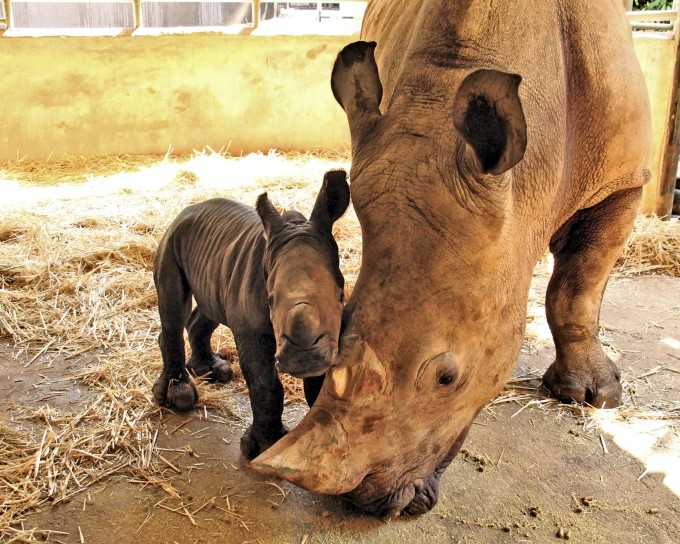 WRS SZ - Donza, a Southern white rhinoceros, had her 8th successful calf in November_Fotor