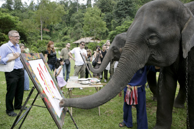 Maesa Elephant Camp  Chiang Mai *** Local Caption *** ปางช้างแม่สา  จังหวัดเชียงใหม่