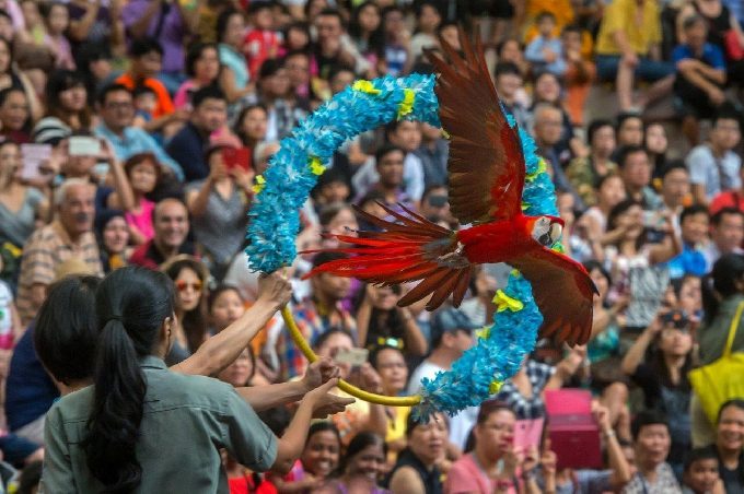 JBP45 - Scarlet macaw during birthday edition of High Flyers Show_Fotor
